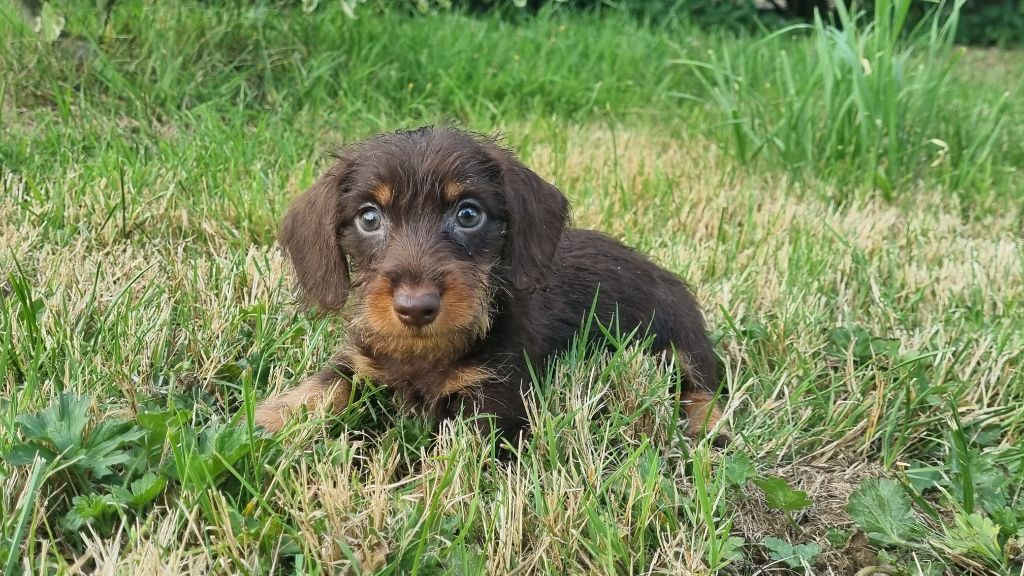Du logis de beaumanoir - Chiots disponibles - Teckel poil dur