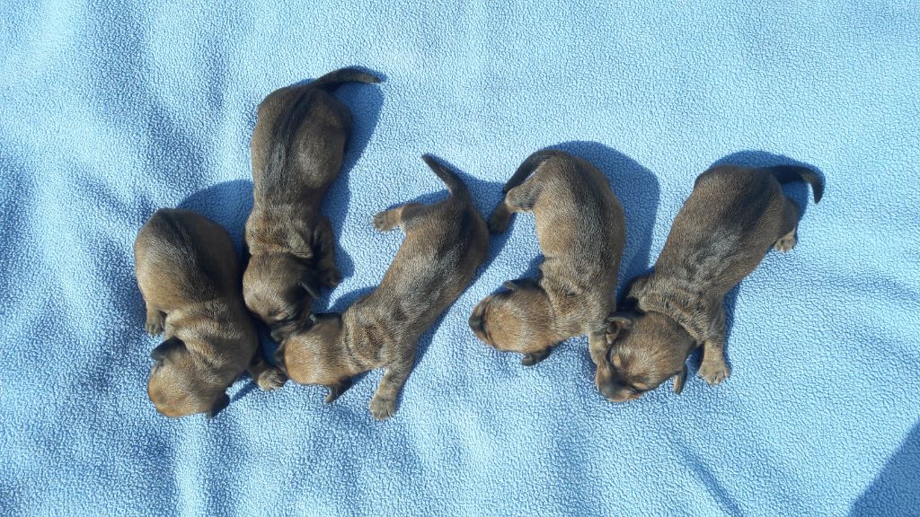 Chiot Teckel poil dur Du logis de beaumanoir