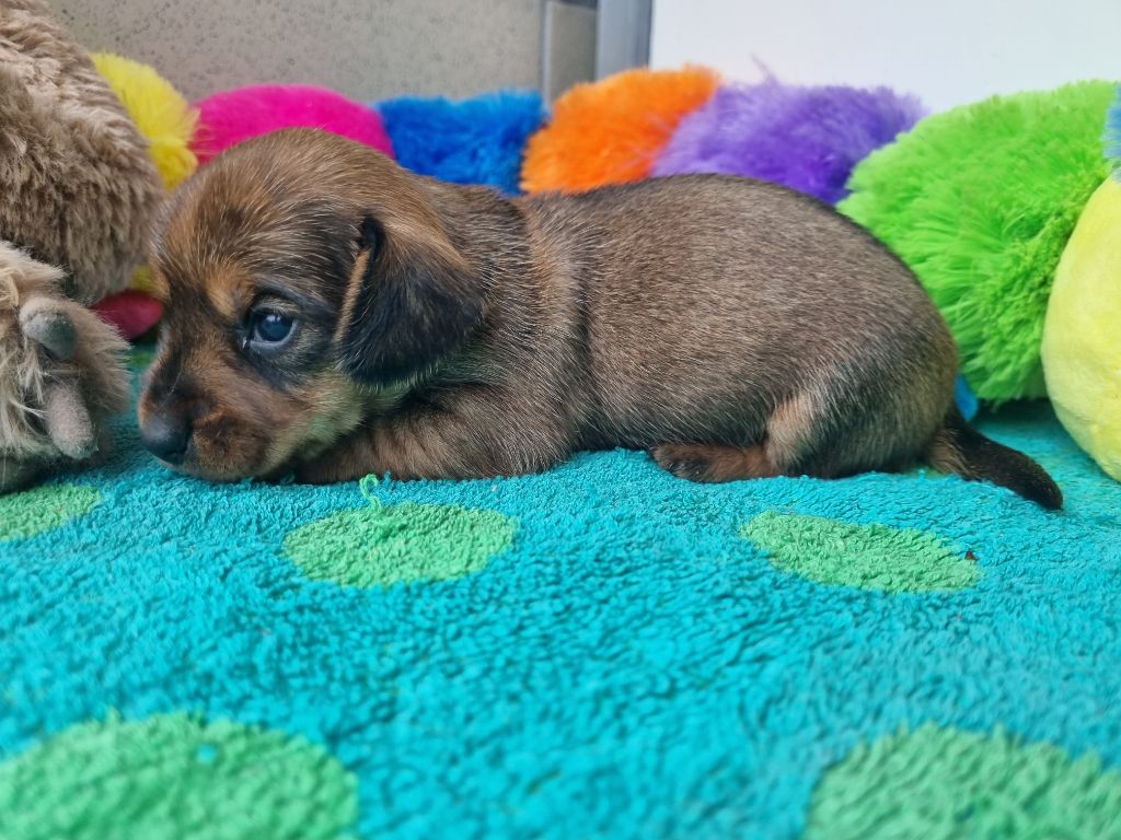 Du logis de beaumanoir - Chiots disponibles - Teckel poil dur