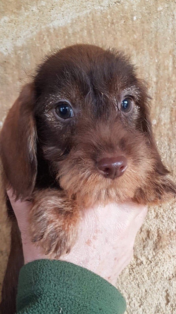 Chiot Teckel poil dur Du logis de beaumanoir