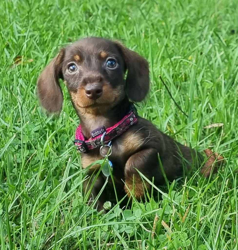 Du logis de beaumanoir - Chiots disponibles - Teckel poil dur