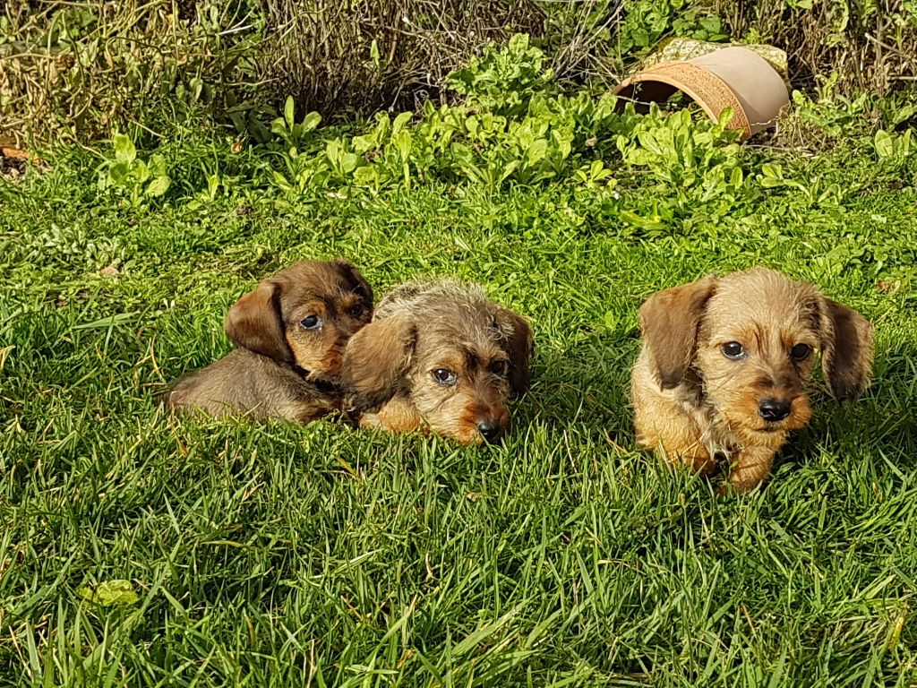 Chiot Teckel poil dur Du logis de beaumanoir