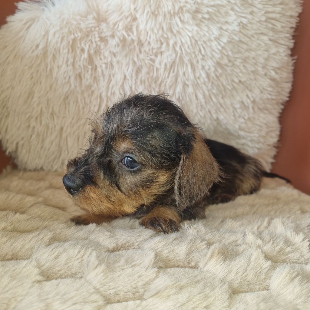 Du logis de beaumanoir - Chiots disponibles - Teckel poil dur