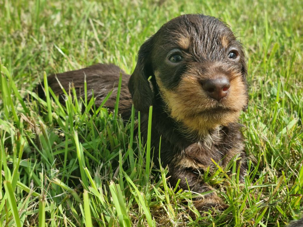 Du logis de beaumanoir - Chiots disponibles - Teckel poil dur