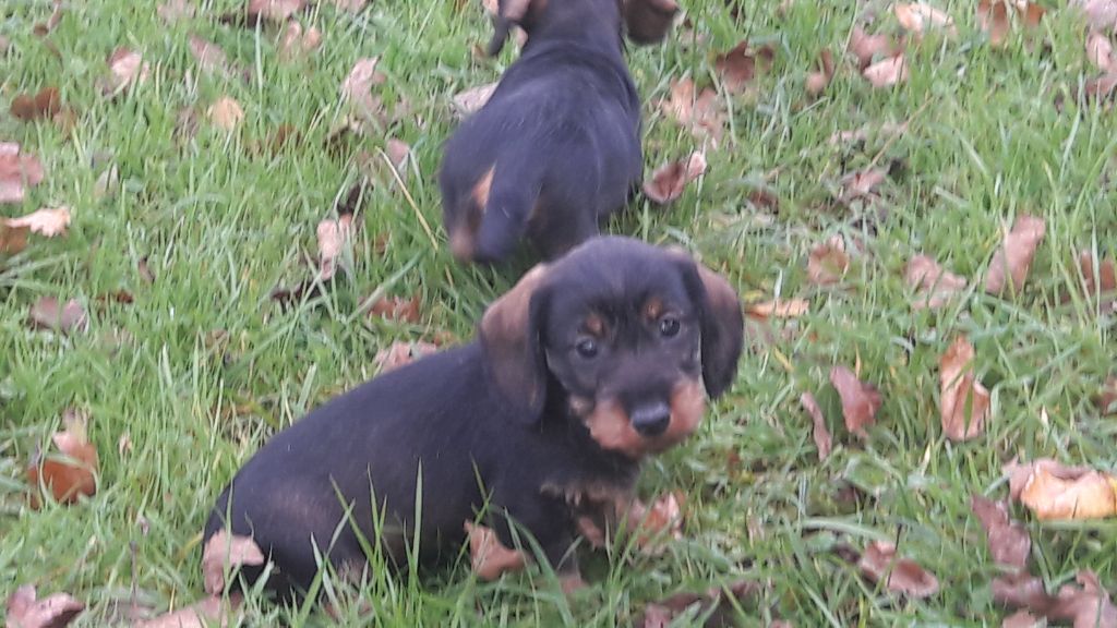 Chiot Teckel poil dur Du logis de beaumanoir