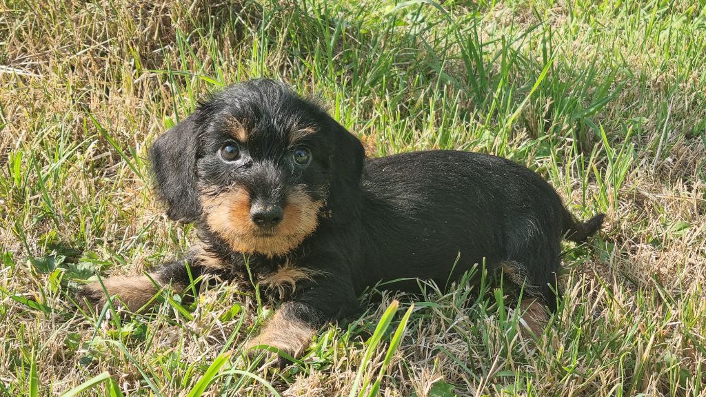 Du logis de beaumanoir - Chiots disponibles - Teckel poil dur