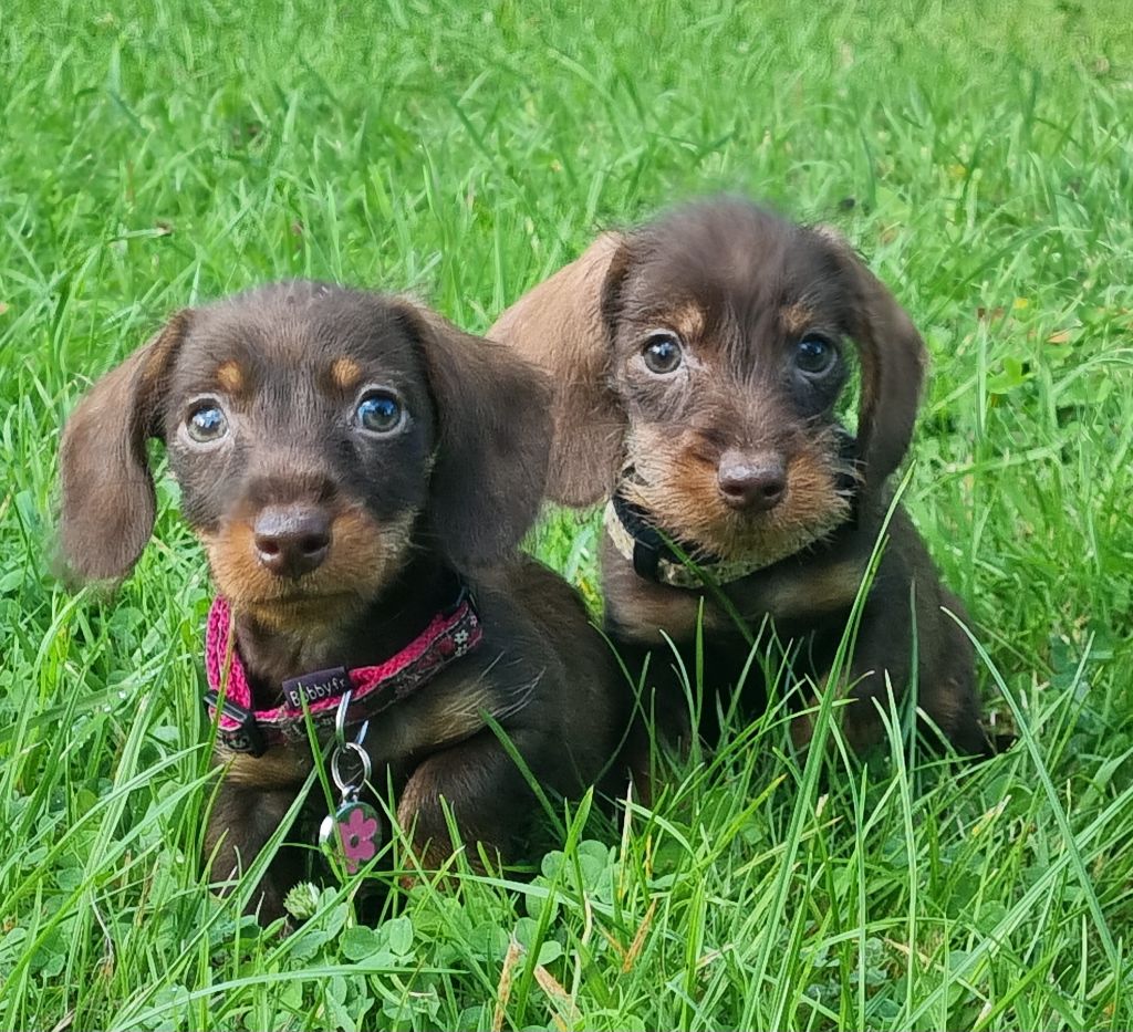 Chiot Teckel poil dur Du logis de beaumanoir