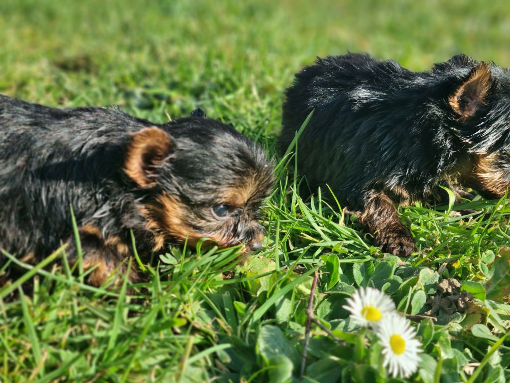 Du logis de beaumanoir - Chiots disponibles - Yorkshire Terrier