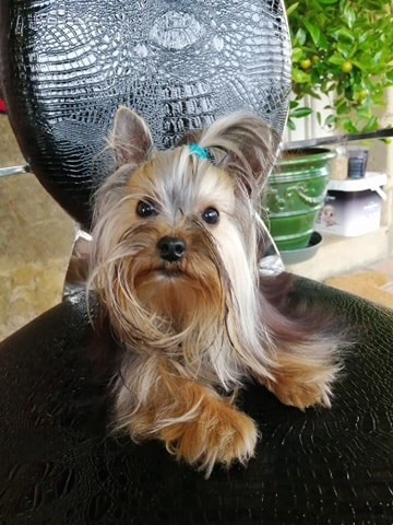 Chiot Yorkshire Terrier Du logis de beaumanoir