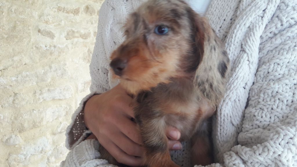 Chiot Teckel poil dur Du logis de beaumanoir