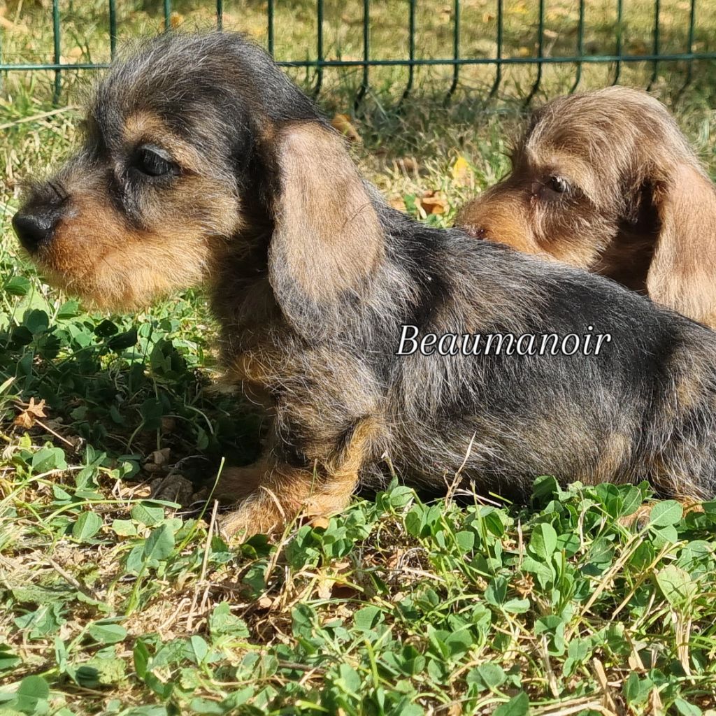 Du logis de beaumanoir - Chiots disponibles - Teckel poil dur
